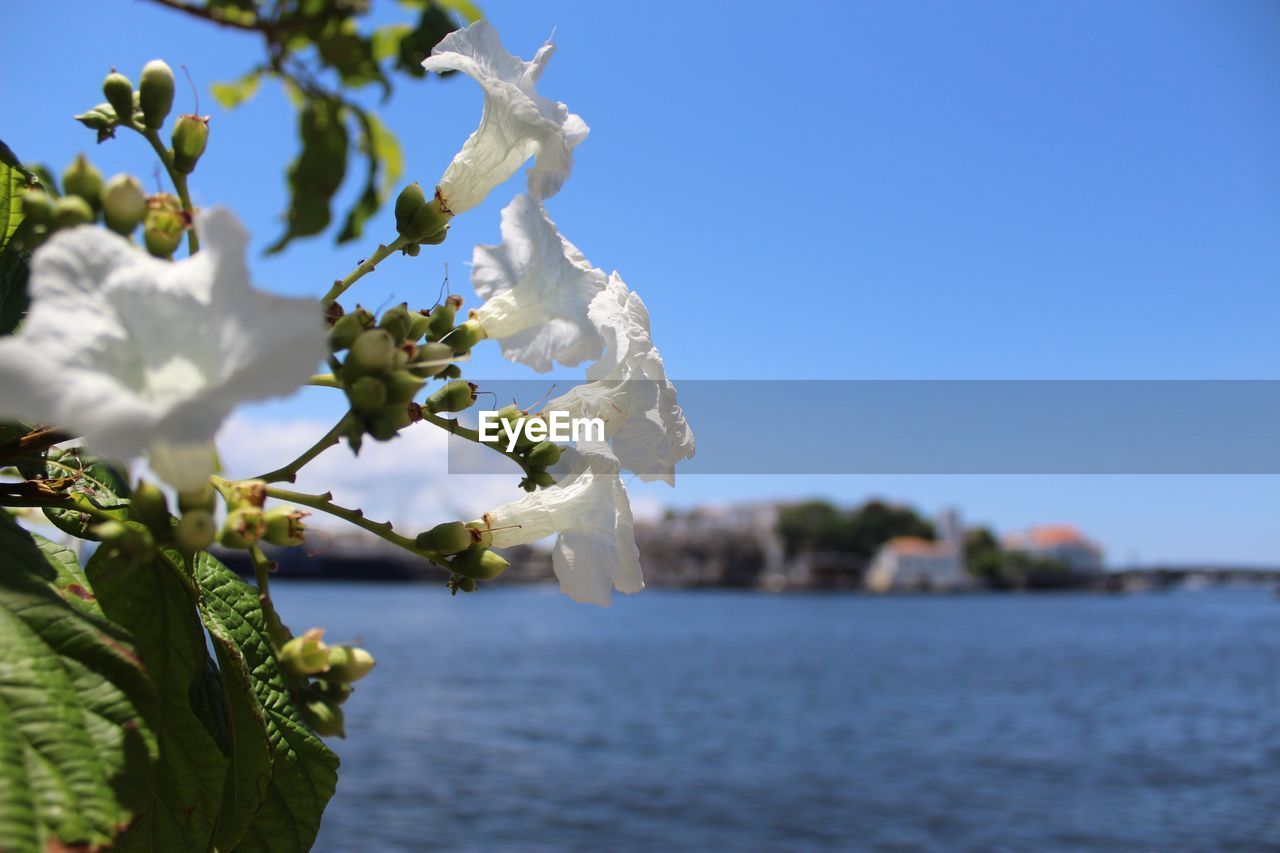 Close-up of white cherry blossoms against clear sky