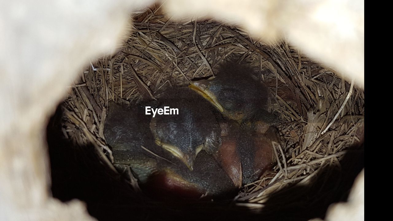 HIGH ANGLE VIEW OF BIRD