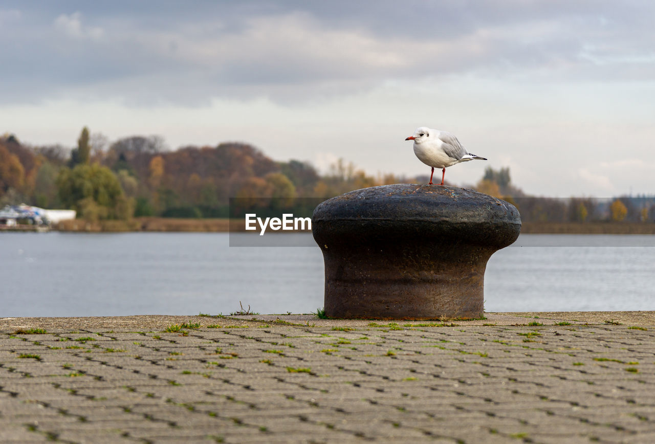 BIRD PERCHING ON WOODEN POST