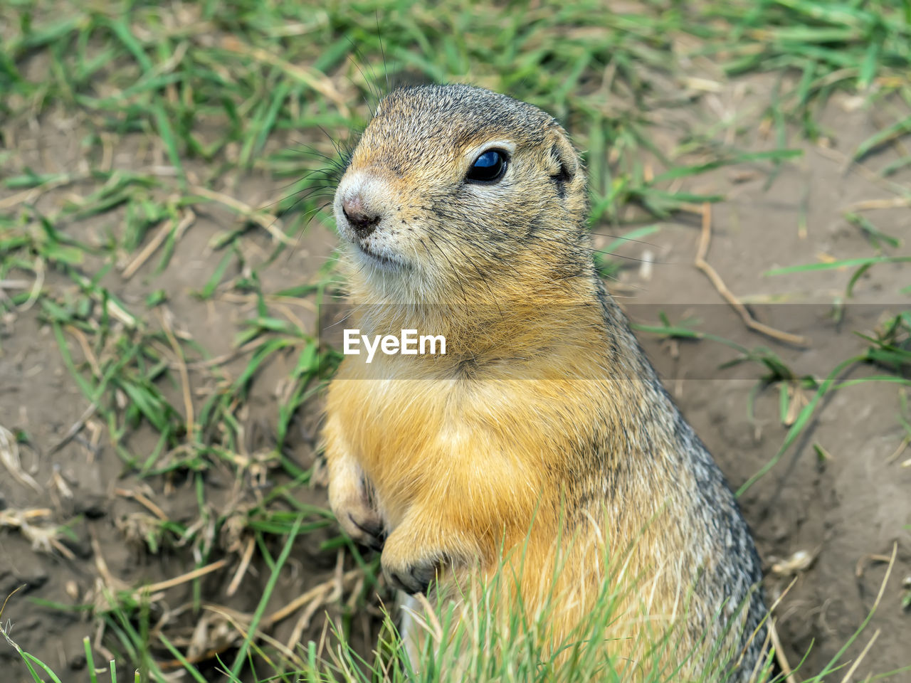 animal themes, animal, animal wildlife, one animal, wildlife, prairie dog, squirrel, mammal, rodent, nature, no people, land, plant, grass, whiskers, chipmunk, outdoors, day, field, close-up, portrait, focus on foreground