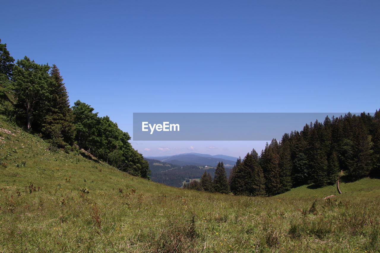 TREES ON LANDSCAPE AGAINST CLEAR BLUE SKY