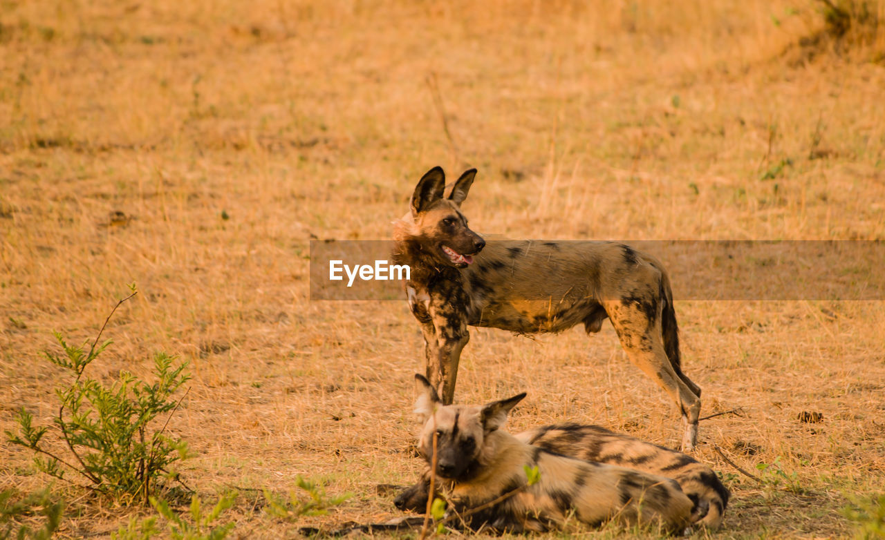 Wild dogs on field