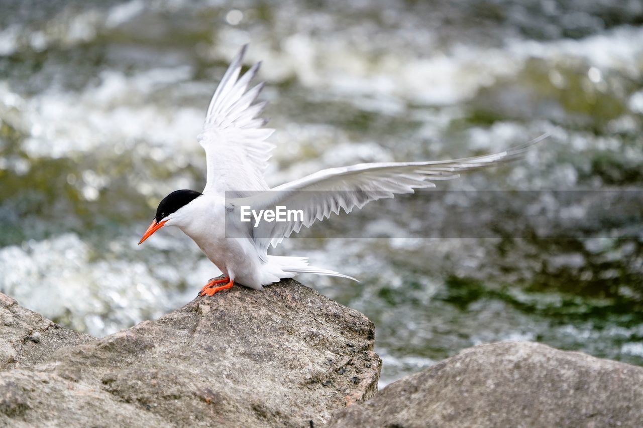 Bird perching on rock at river