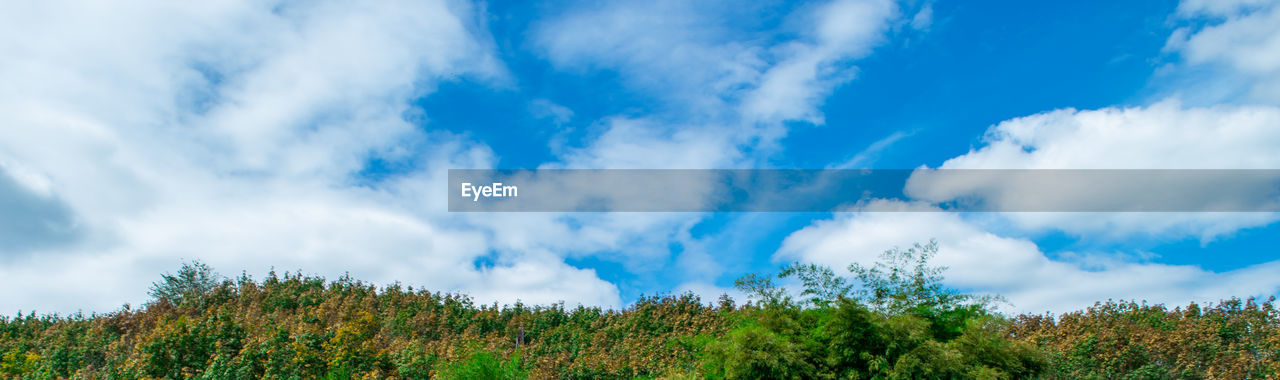 Low angle view of trees against sky