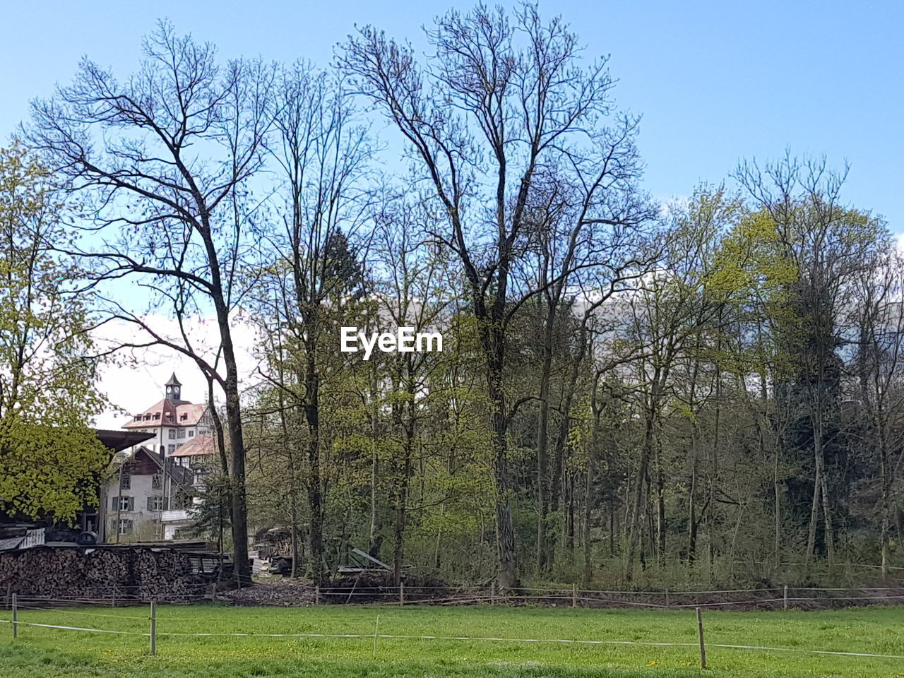 Trees on grassy field against blue sky