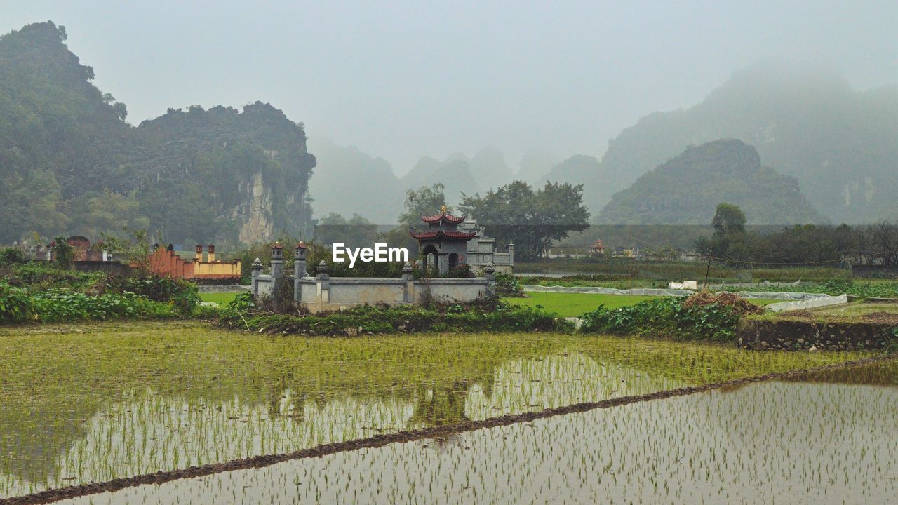 agriculture, rice paddy, landscape, rice, environment, plant, crop, rural scene, nature, farm, land, field, paddy field, fog, mountain, scenics - nature, rice - food staple, water, architecture, tradition, religion, tree, growth, building, rural area, occupation, social issues, beauty in nature, travel, sky, plantation, asian style conical hat, outdoors, farmer, built structure, tropical climate, river, tranquility, pagoda, food and drink, temple - building, terrace, travel destinations, morning, tourism, environmental conservation, house, valley