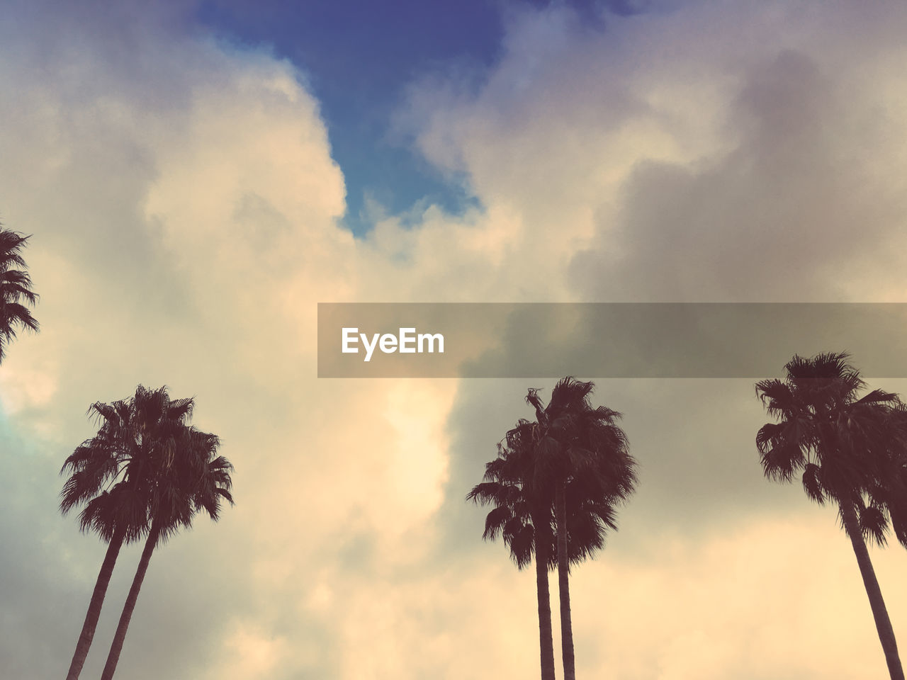 Low angle view of silhouette palm trees against cloudy sky