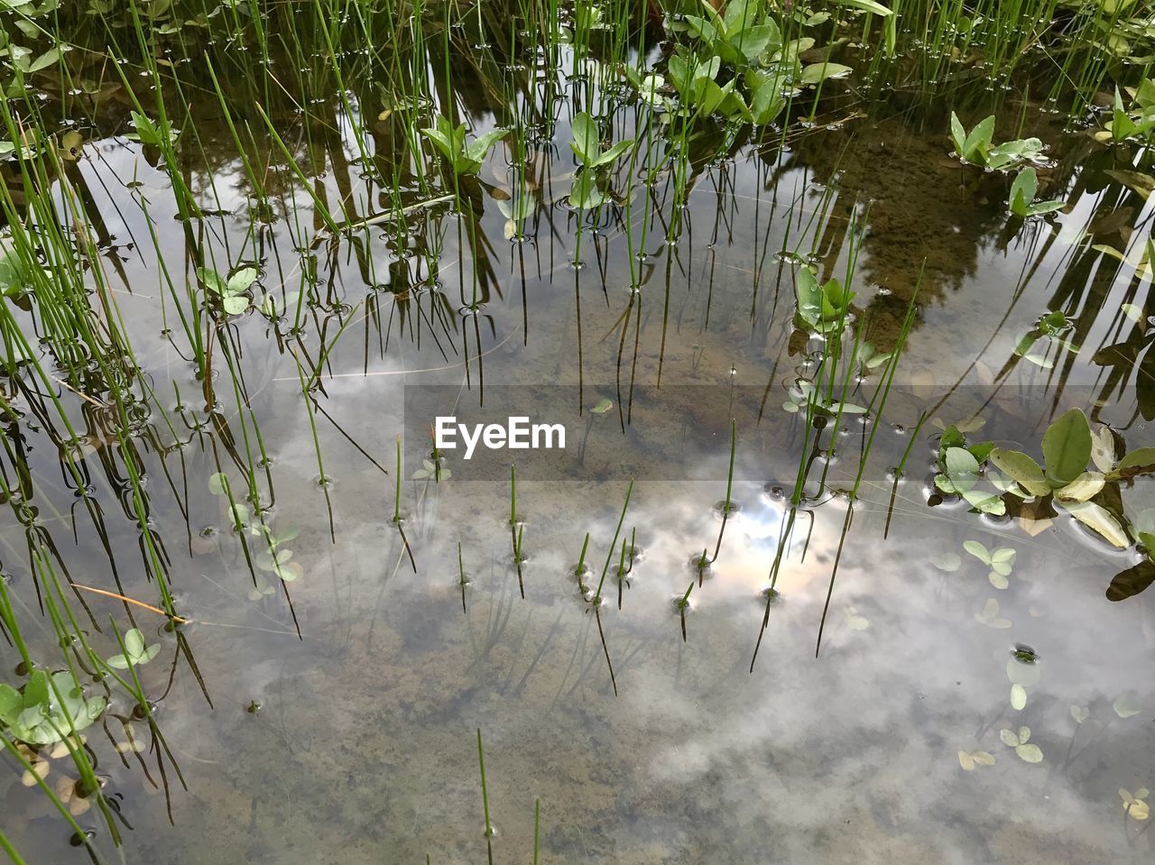 HIGH ANGLE VIEW OF WATER FLOATING ON LAKE