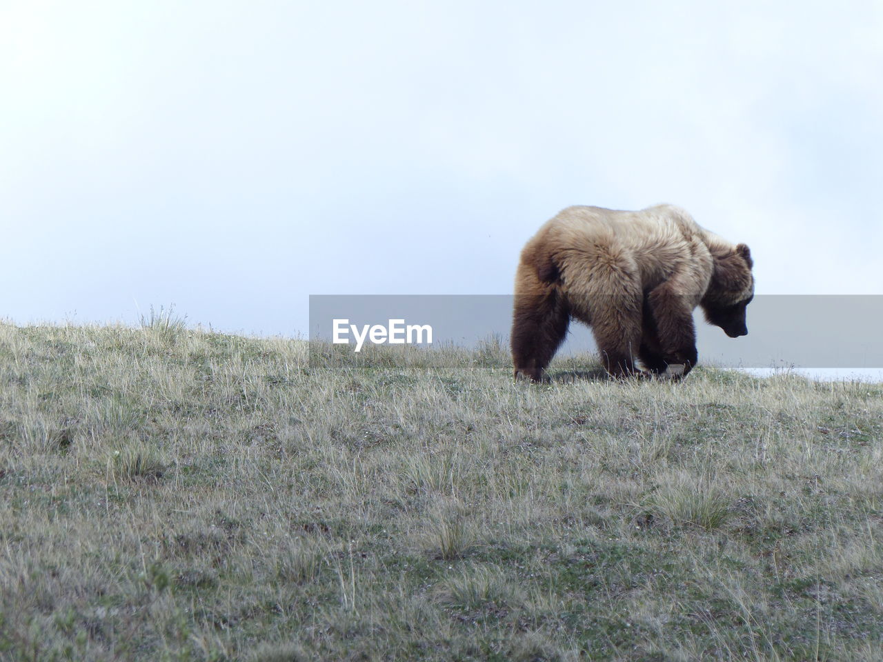 Bear walking on grassy mountain against sky