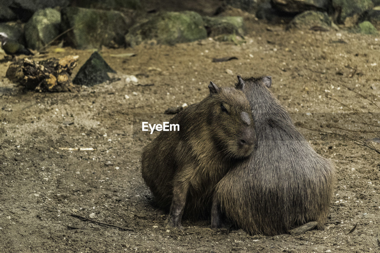 PORTRAIT OF MONKEY SITTING ON FIELD