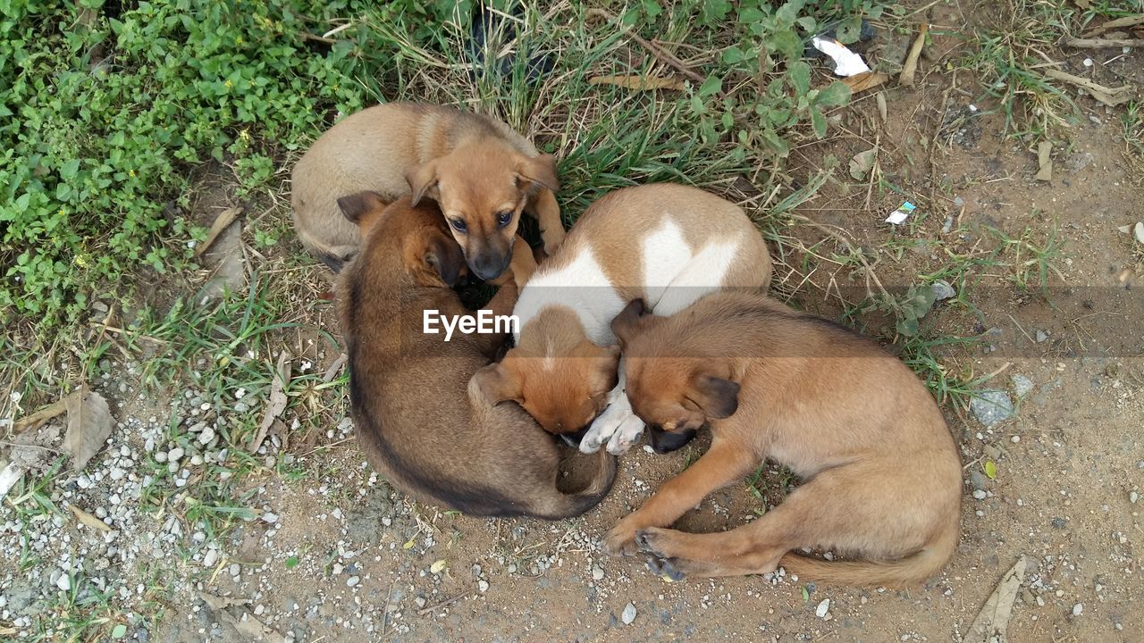 High angle view of puppies relaxing on field