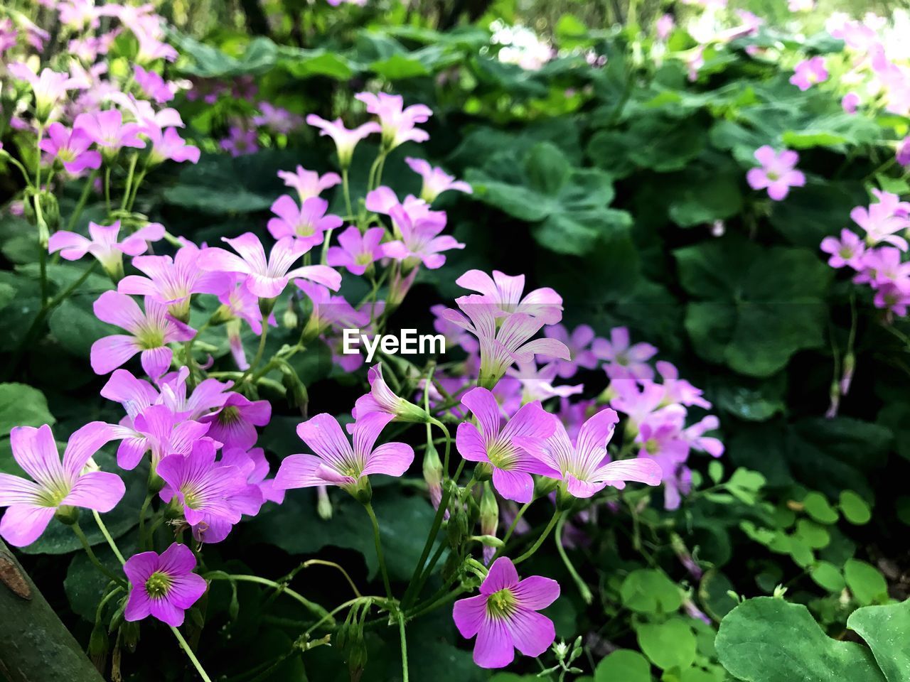 Close-up of flowers blooming outdoors