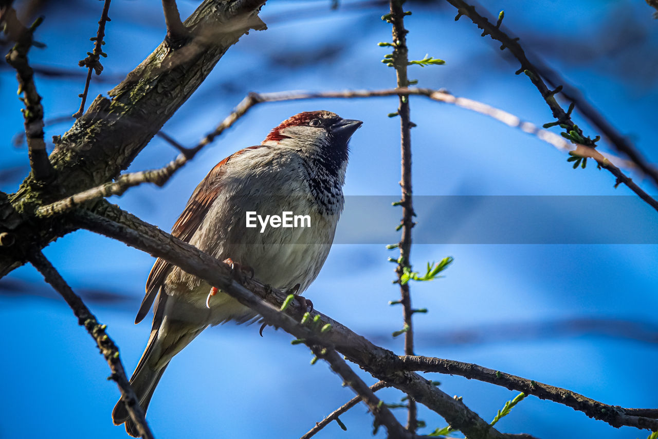 LOW ANGLE VIEW OF BIRD PERCHING ON TREE