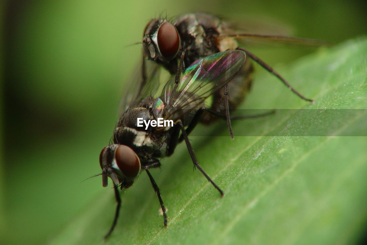 Close-up of houseflies mating on leaf