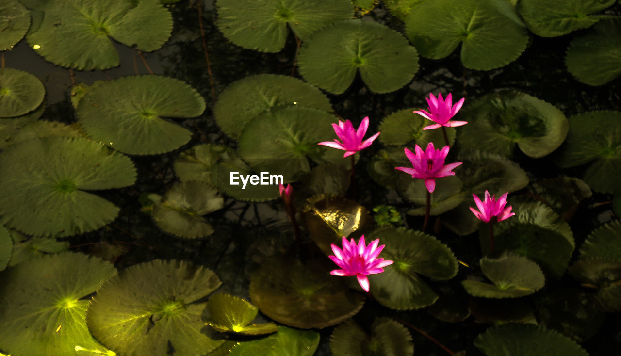 CLOSE-UP OF PINK LOTUS WATER LILY IN POND