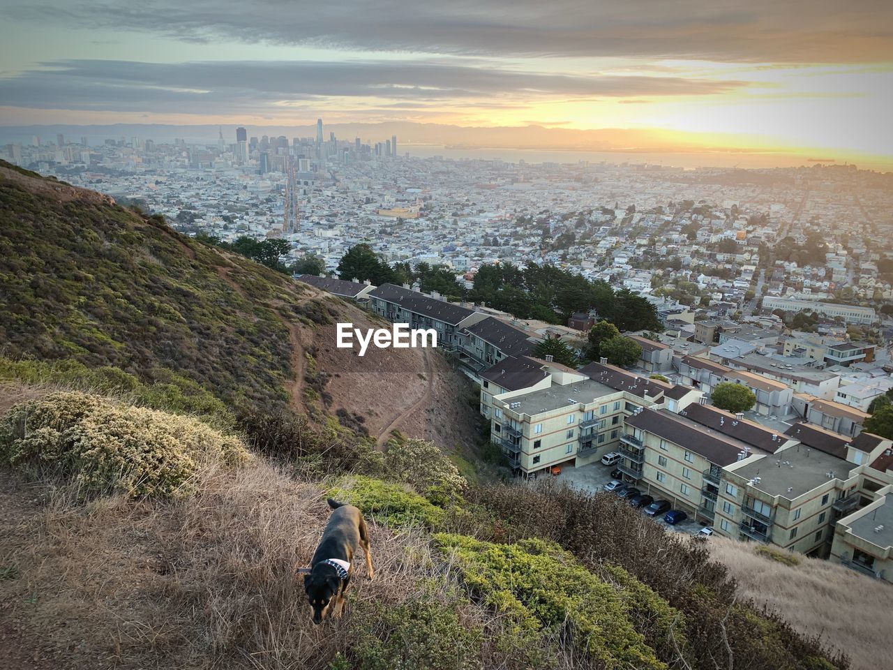 Dog on mountain against cityscape during sunset