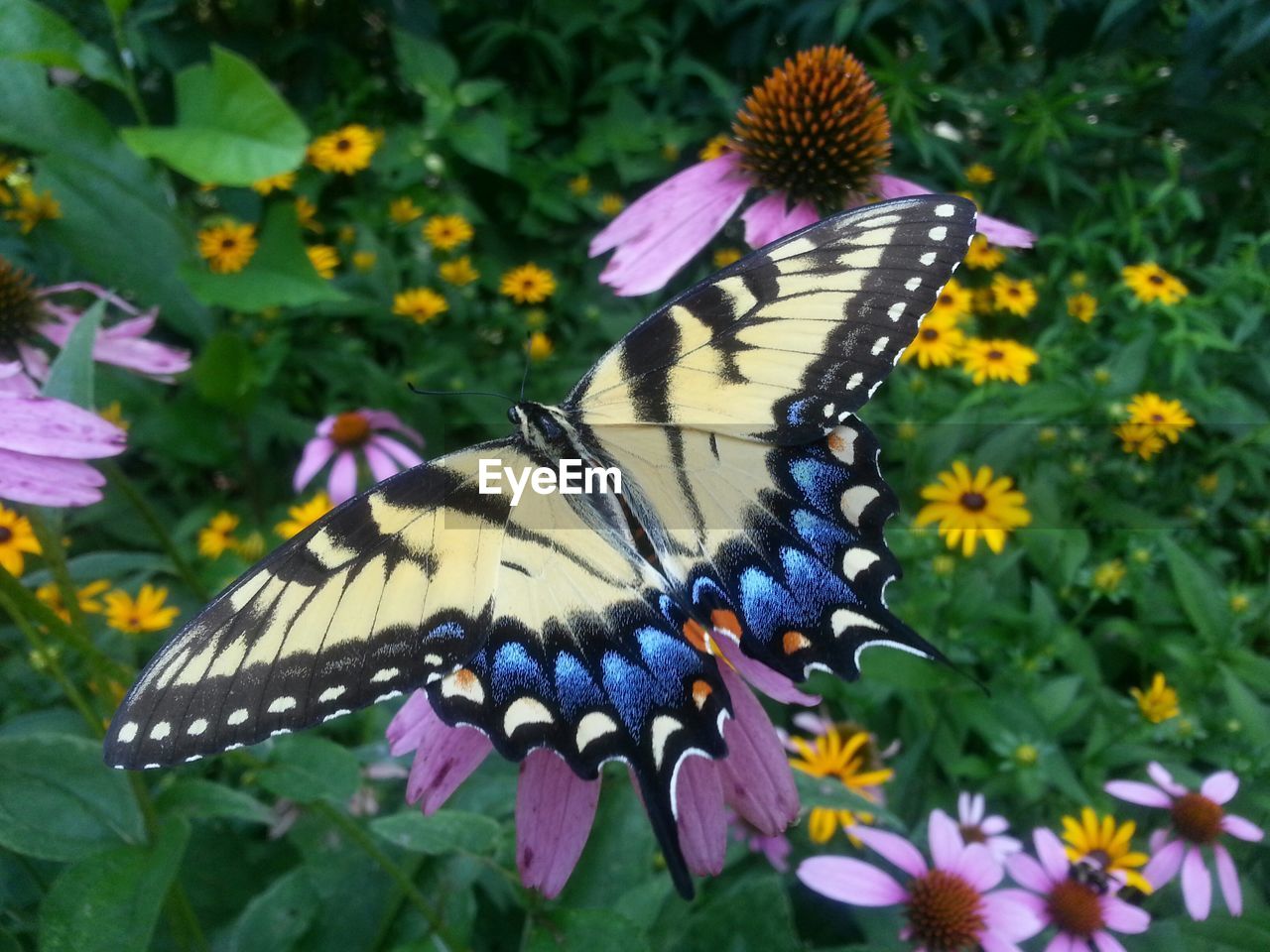 High angle view of butterfly on coneflowers in park