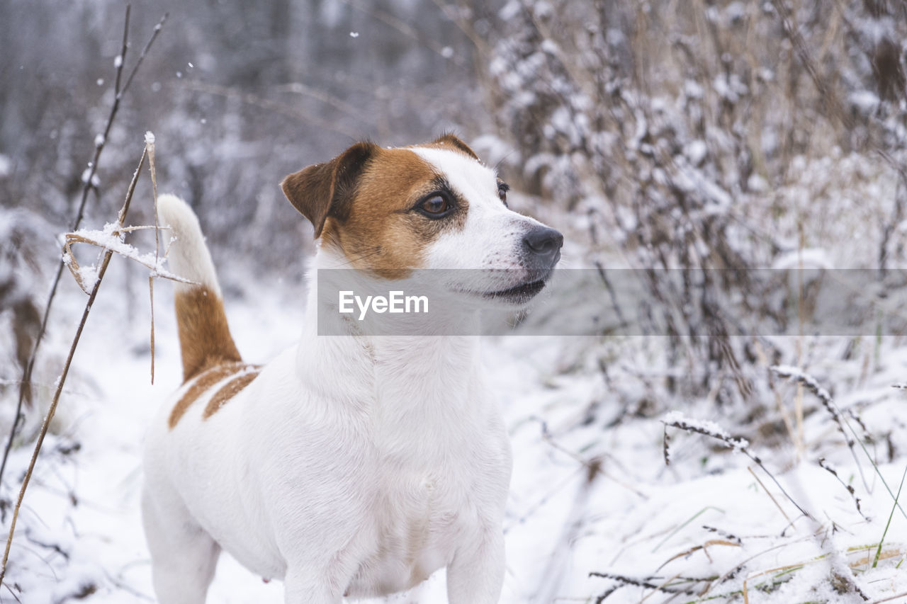 Portrait of jack russell terrier dog standing in the winter forest. a hunting dog froze in a stance.