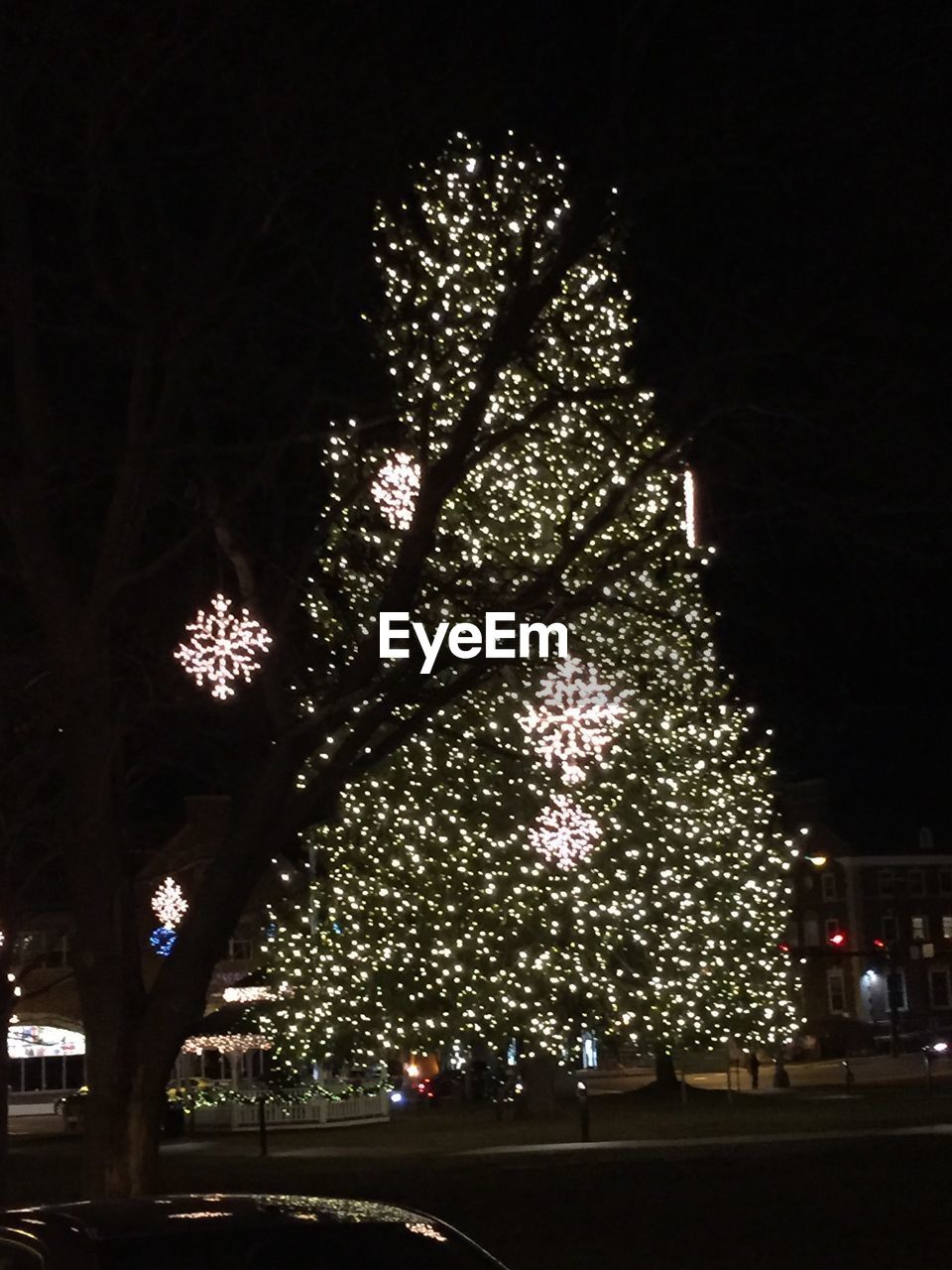 LOW ANGLE VIEW OF ILLUMINATED TREE AT NIGHT