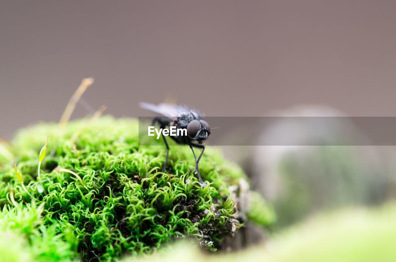 High angle view of housefly on moss covered rock