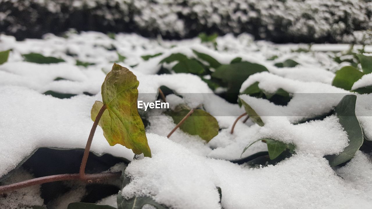 CLOSE-UP OF SNOW ON LEAVES