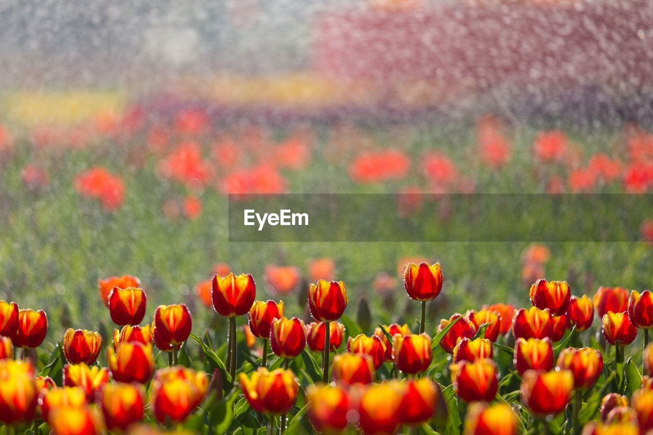 Close-up of red tulips in field