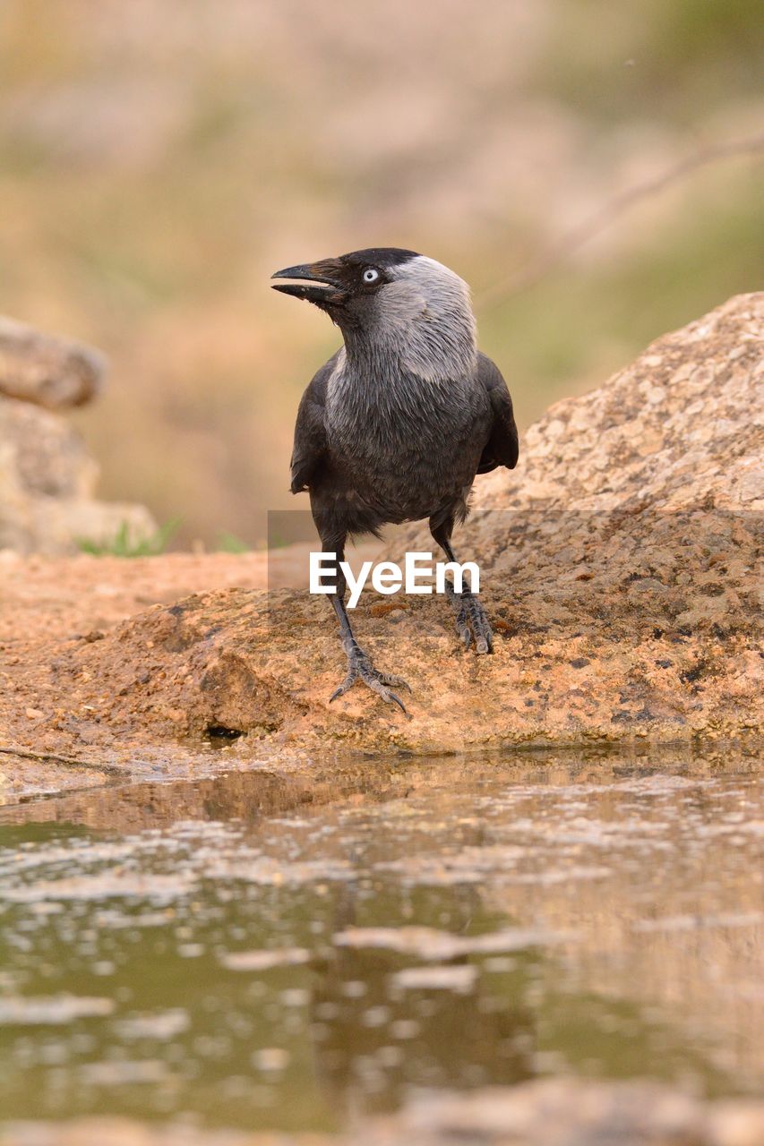 BLACK BIRD PERCHING ON A LAND