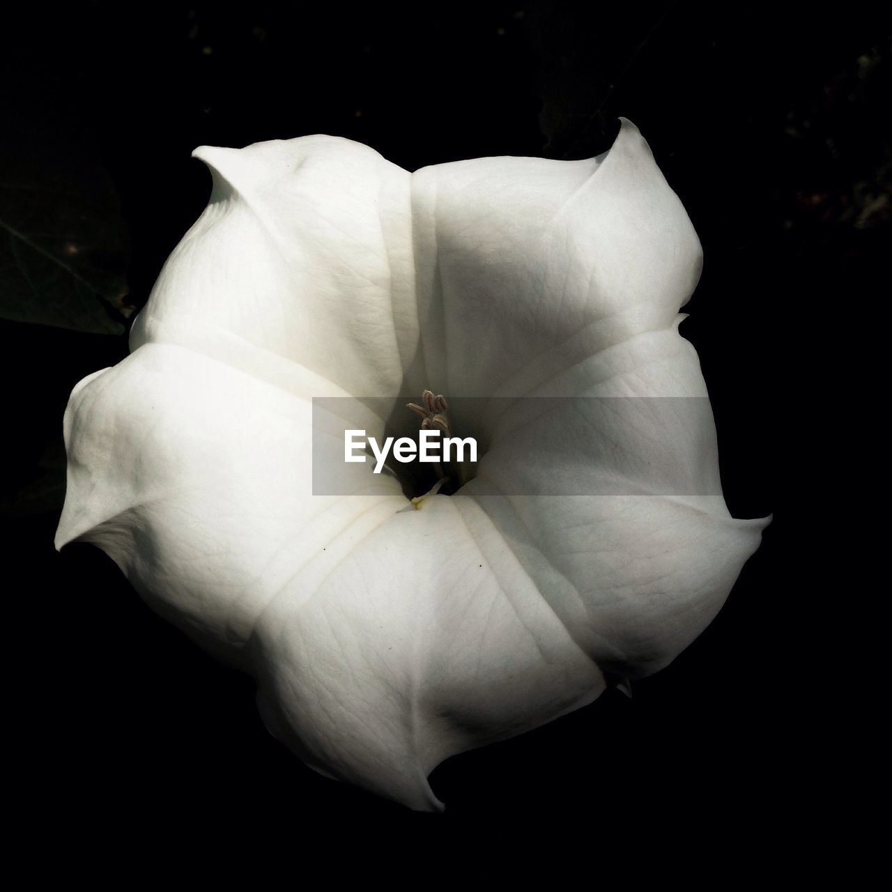 CLOSE-UP OF WHITE FLOWER BLOOMING OUTDOORS