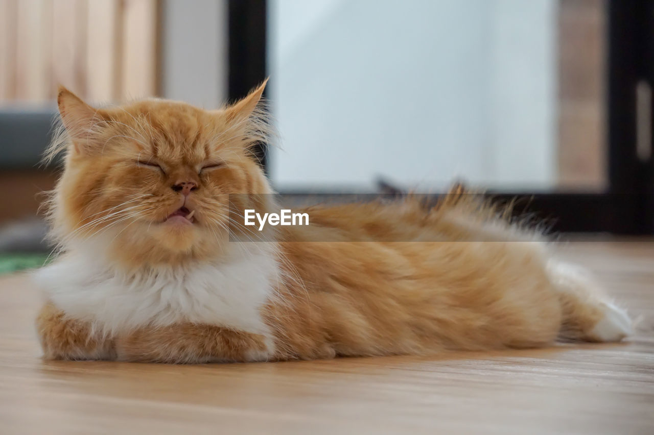 CLOSE-UP OF A CAT LYING ON TABLE