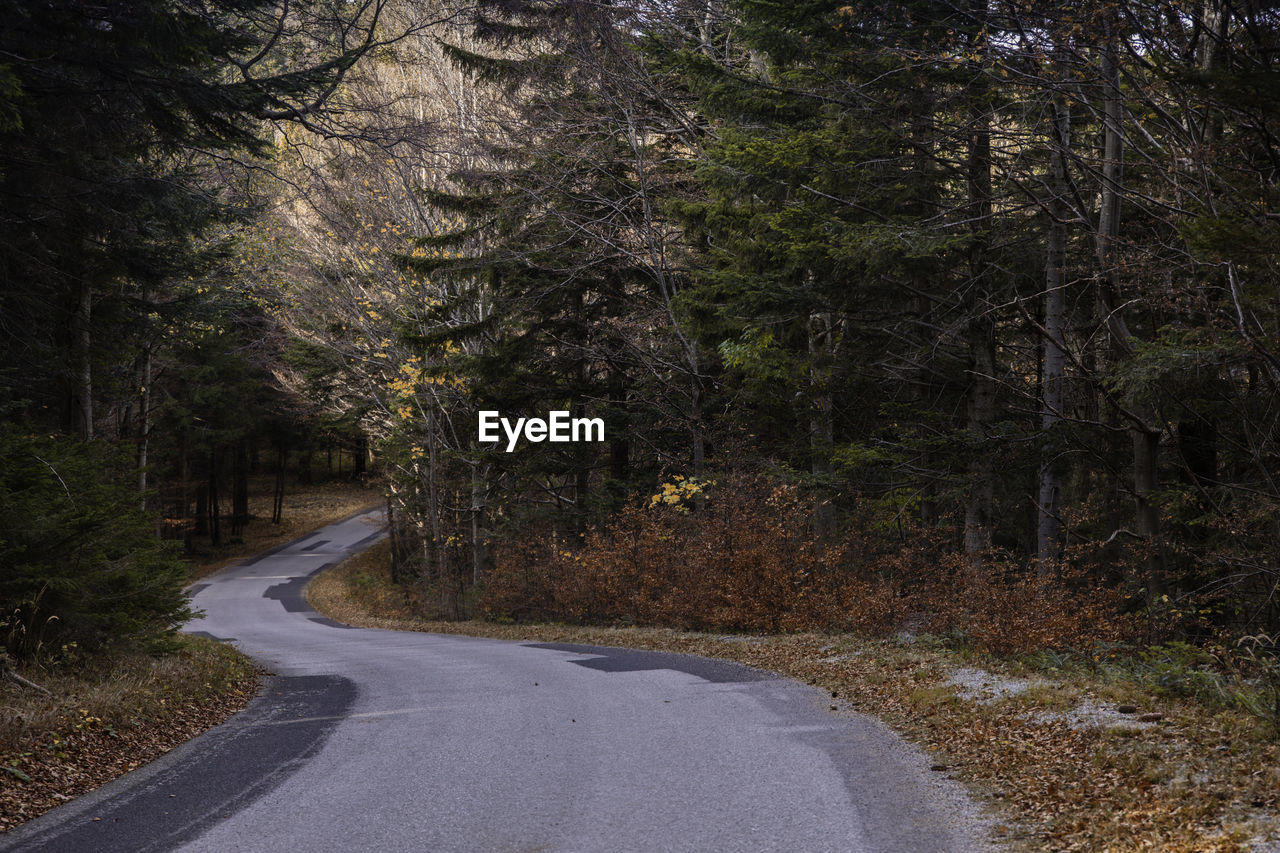 Road amidst trees in forest