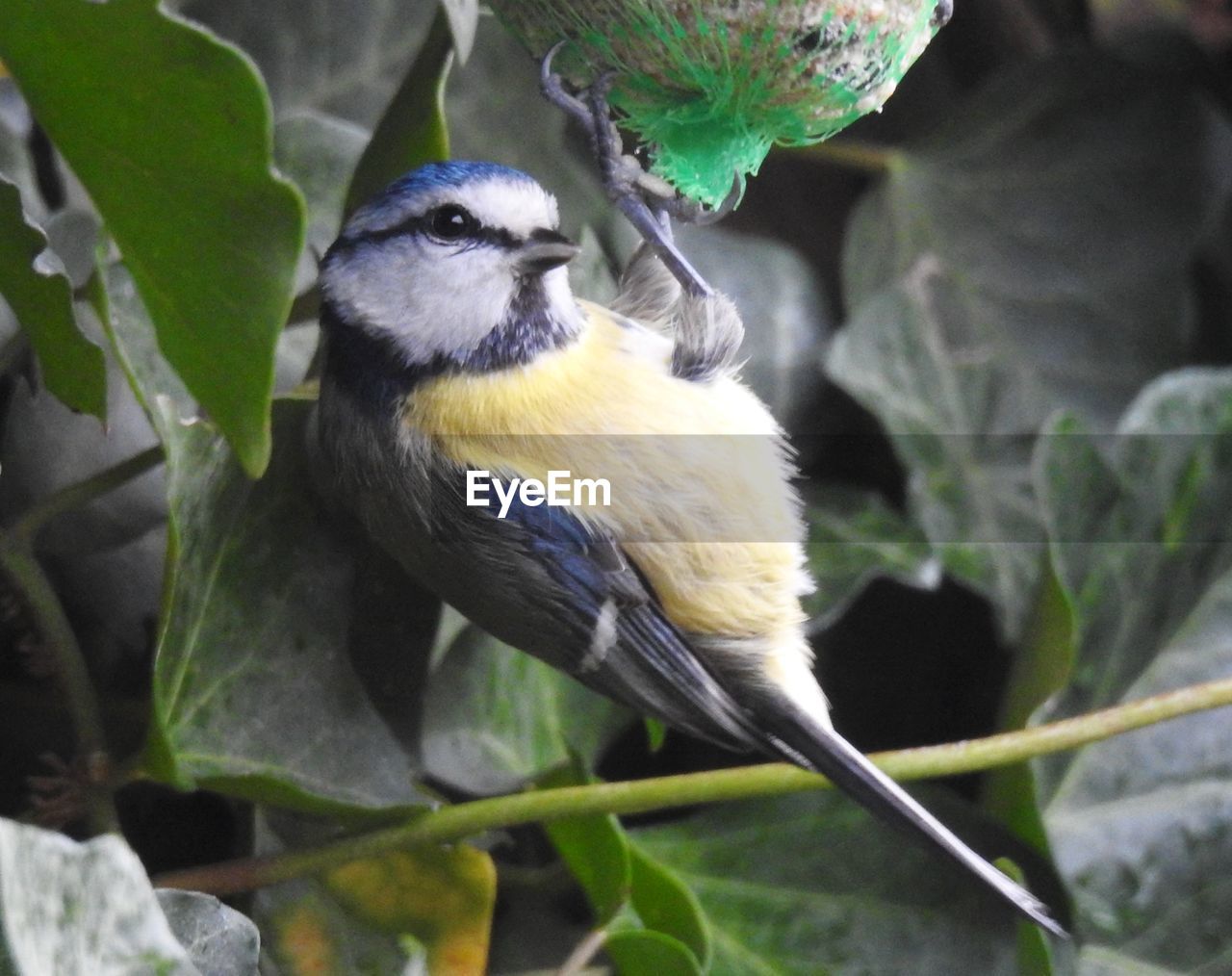 CLOSE-UP OF BIRD PERCHING ON TREE