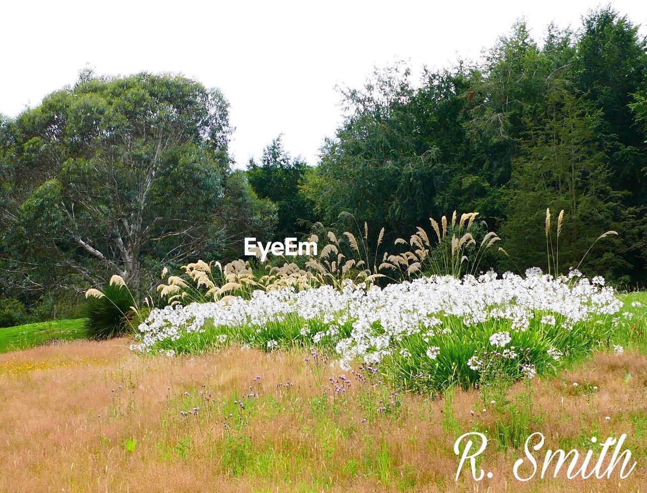 PLANTS AND TREES ON LANDSCAPE