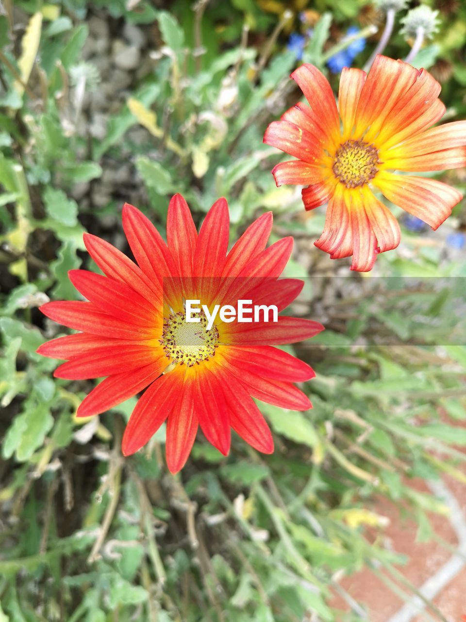 CLOSE-UP OF RED AND ORANGE FLOWER