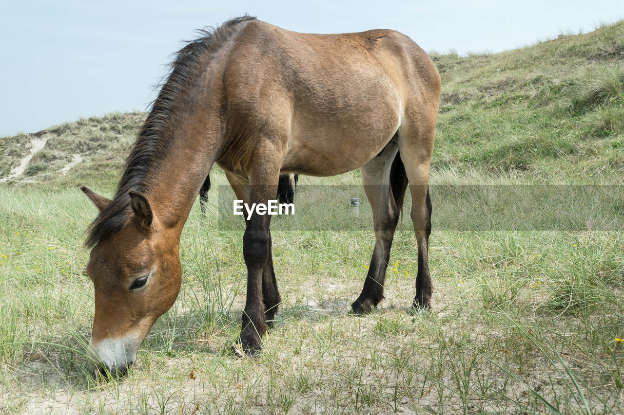 Horses grazing in a field