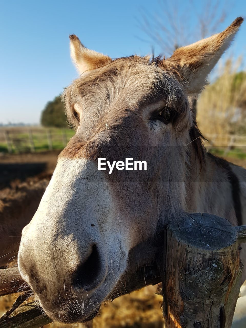 Close-up of a horse on field