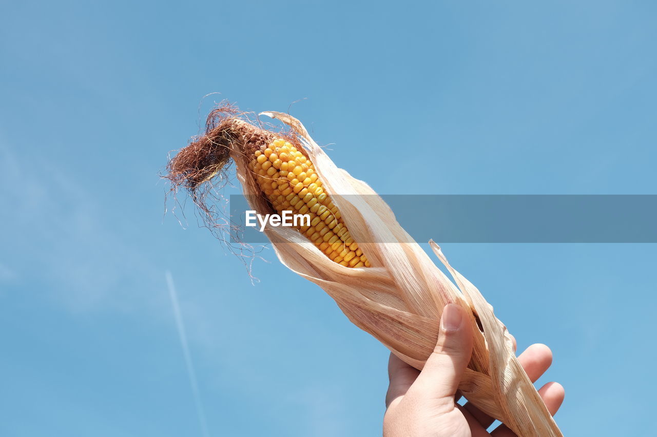 Cropped hand of man holding sweetcorn against blue sky