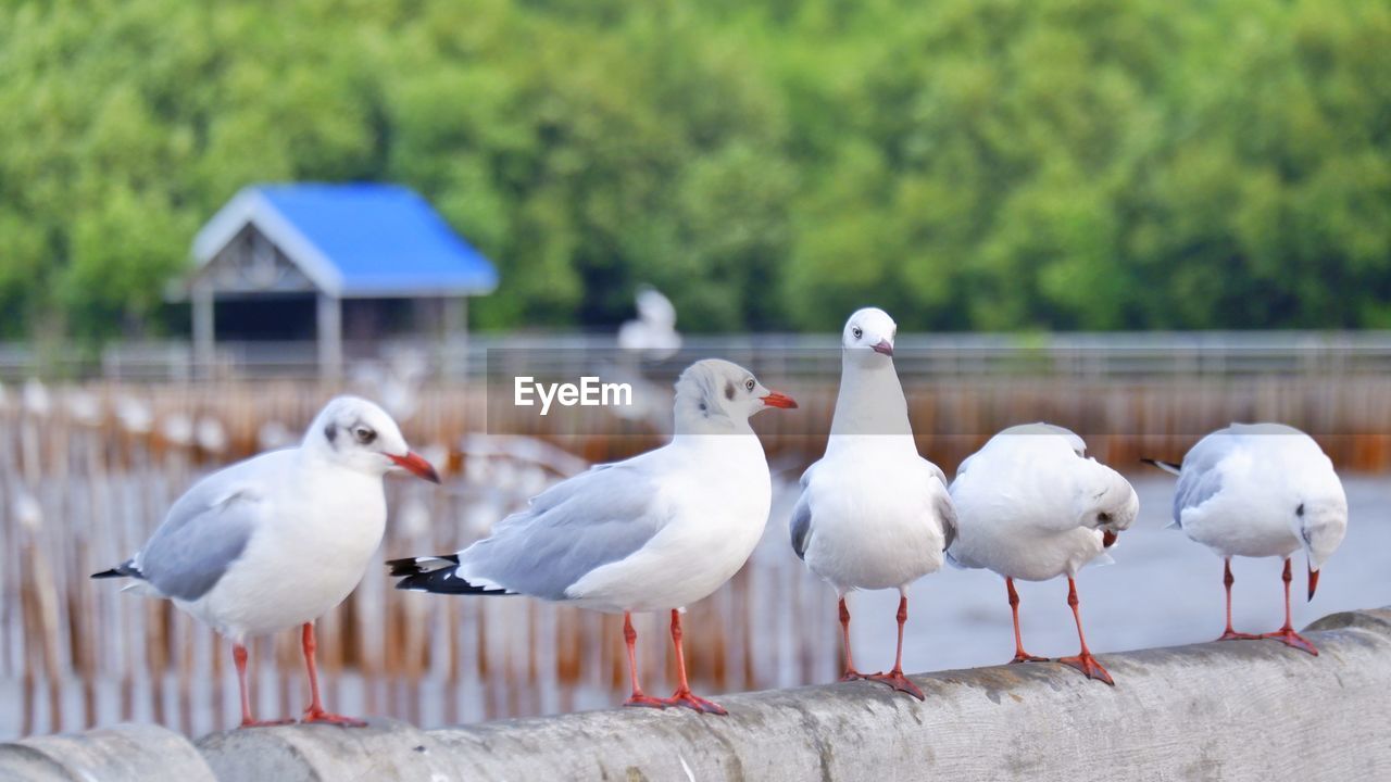 BIRDS PERCHING ON RAILING