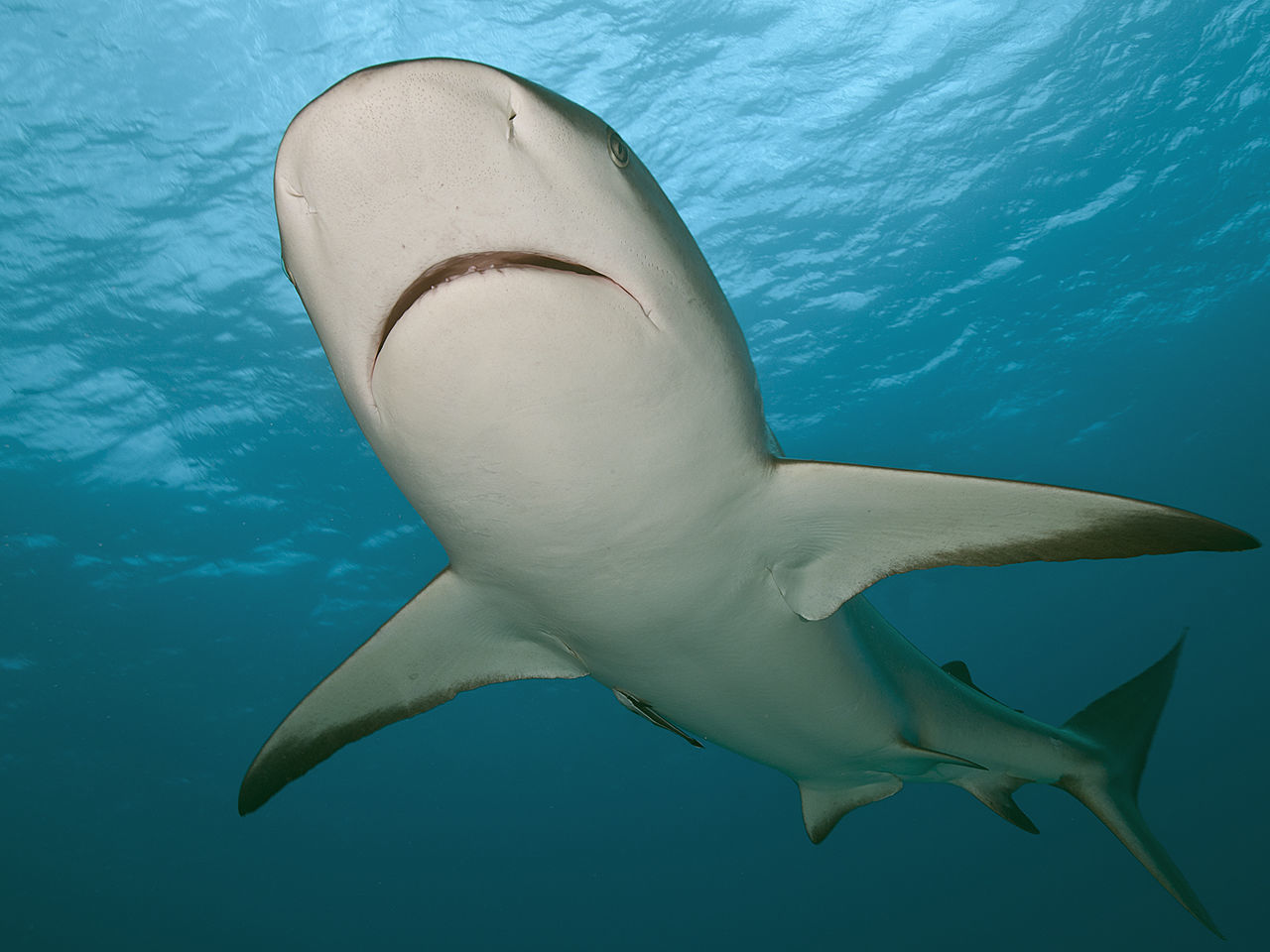 Low angle view of caribbean reef shark swimming in sea