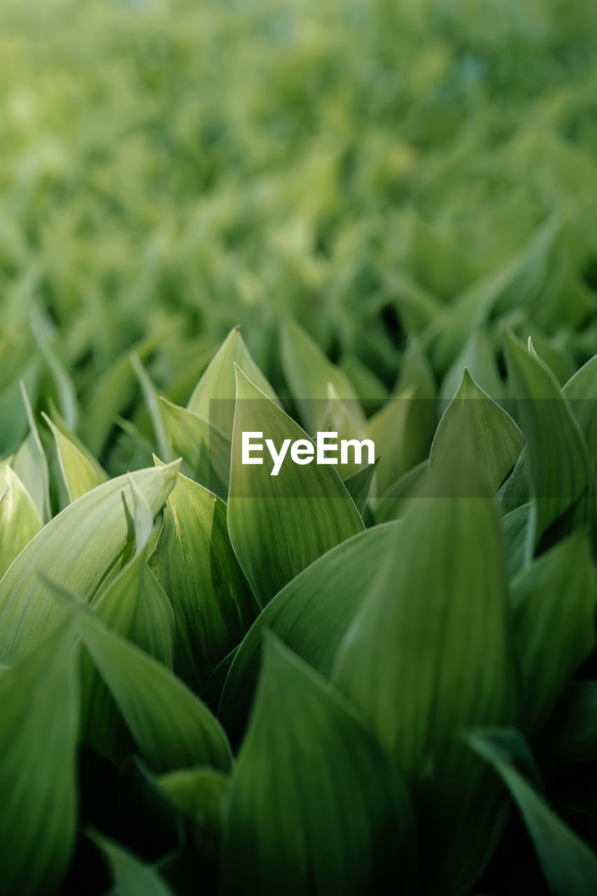 Natural background of lily of the valley leaves.