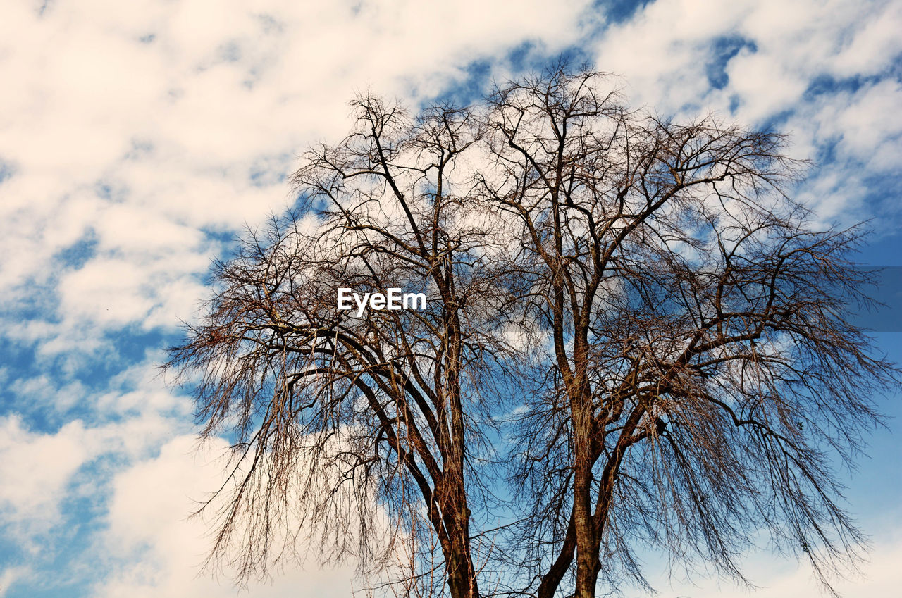 LOW ANGLE VIEW OF BARE TREES AGAINST CLOUDY SKY