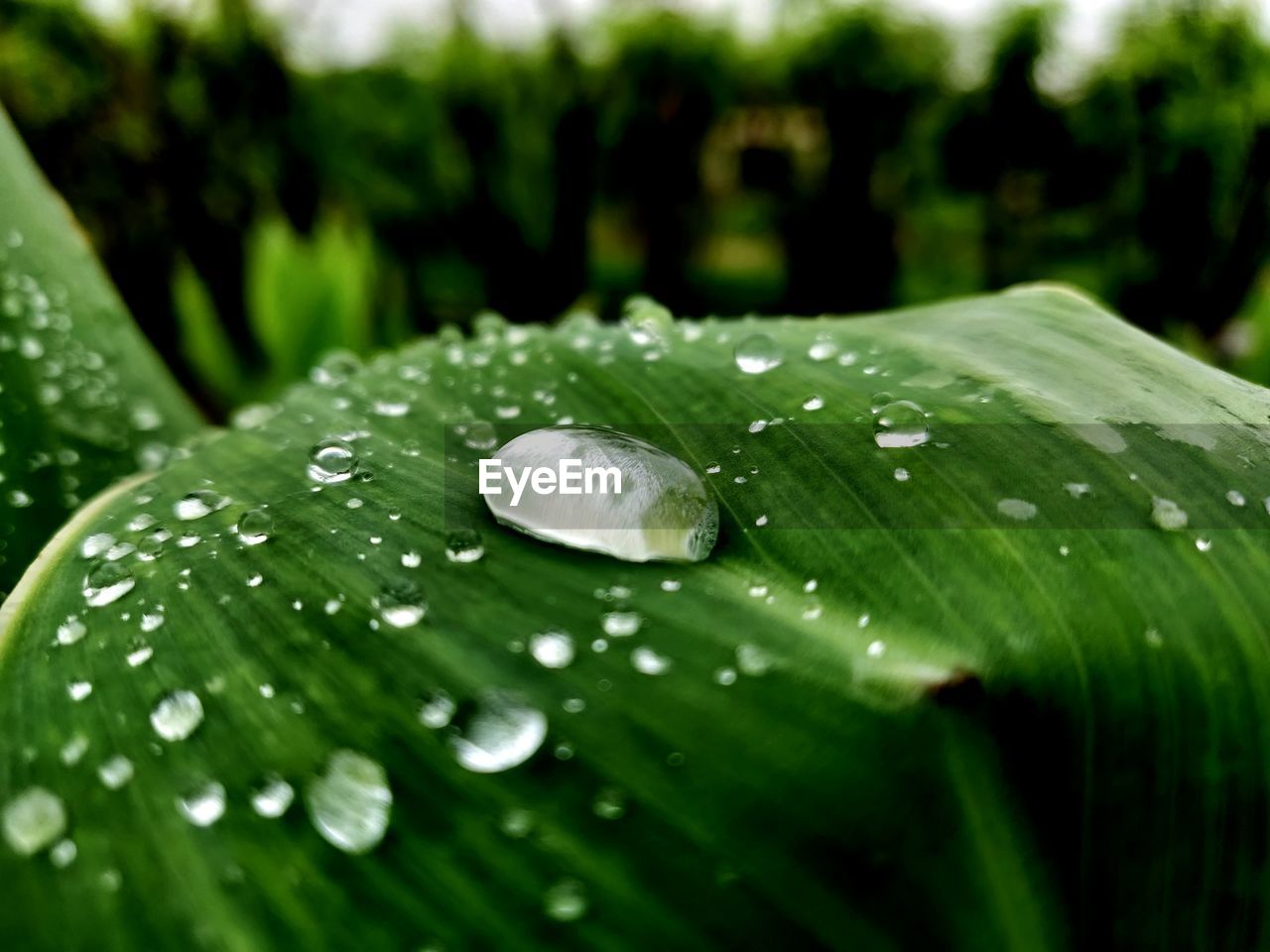 CLOSE-UP OF WATER DROPS ON LEAVES