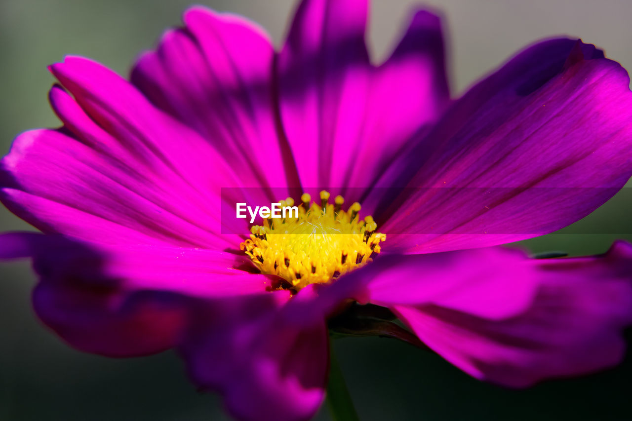 CLOSE-UP OF PINK AND PURPLE FLOWER