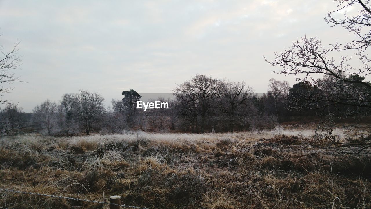 Trees growing in farm against sky