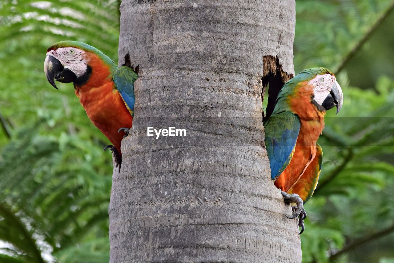 Bird perching on a tree