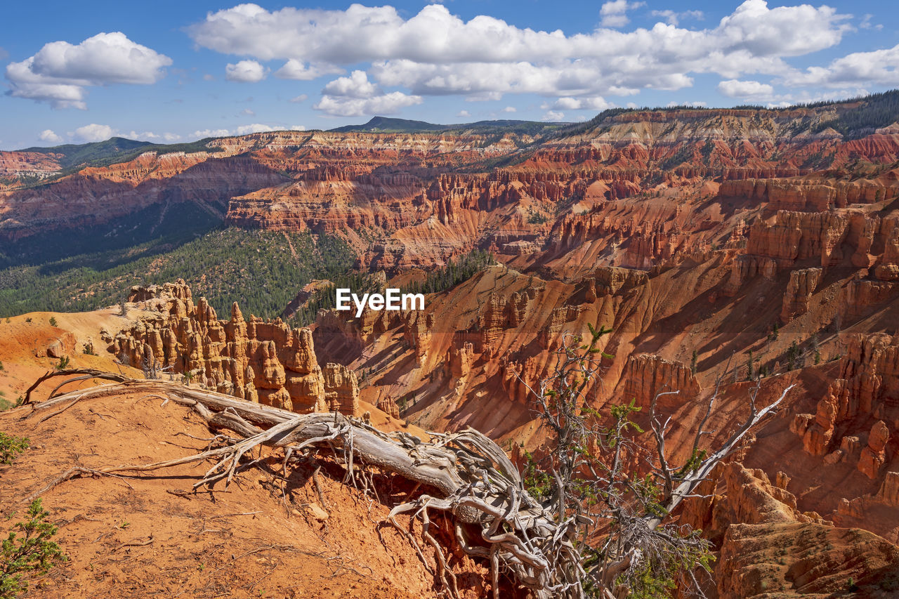 Spectacular canyon behind a bristlecone pine tree in cedar breaks national monument, in utah