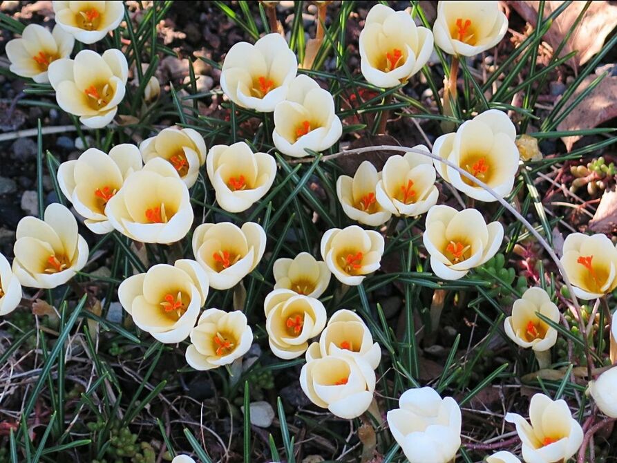 YELLOW FLOWERS GROWING ON FIELD