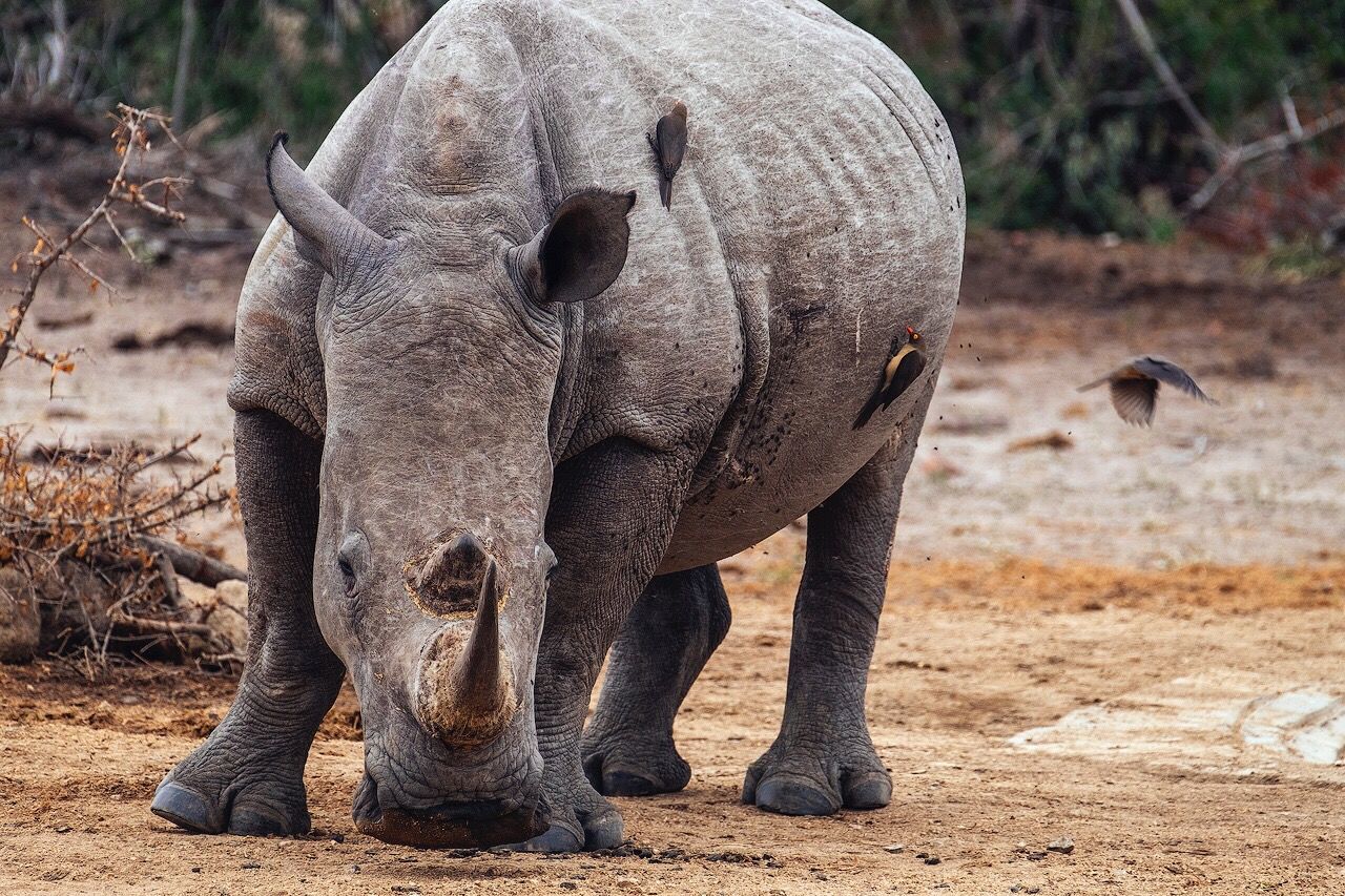 Oxpeckers on rhinoceros