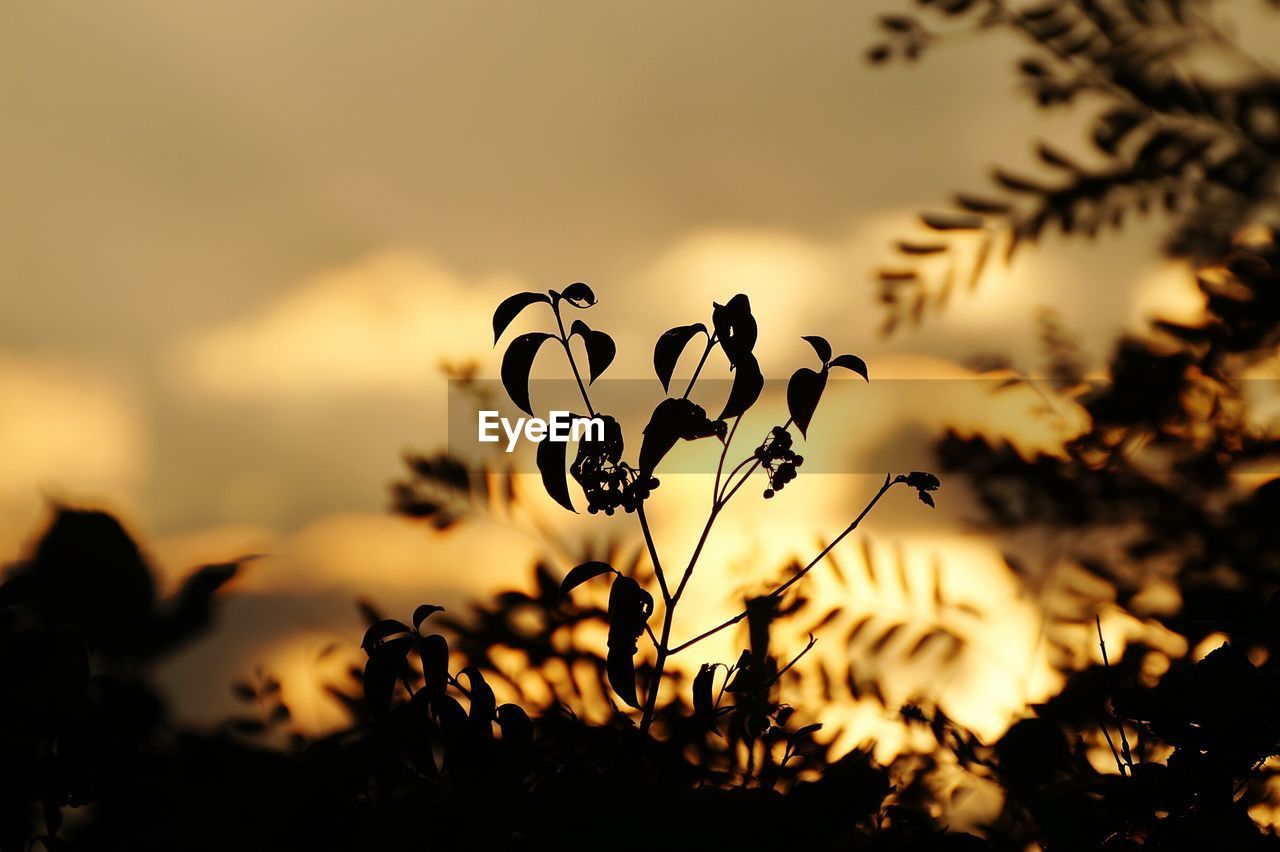 Close-up of plant against blurred background