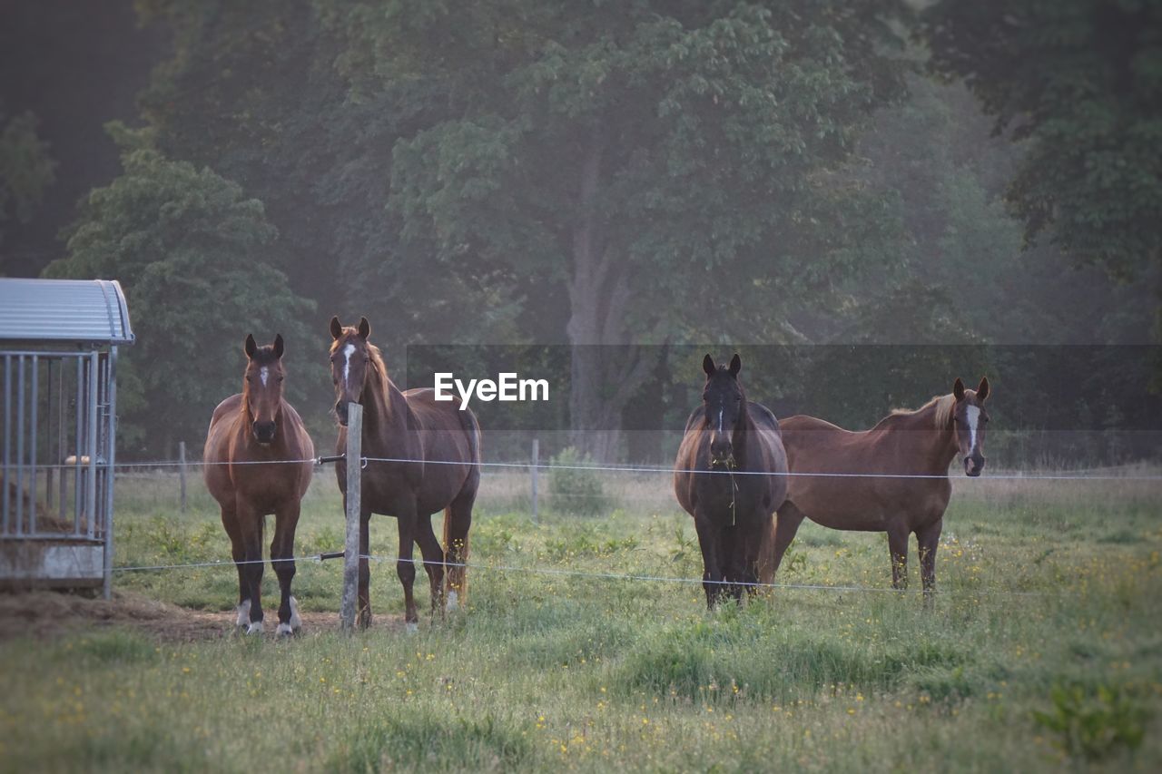 Horses on countryside landscape