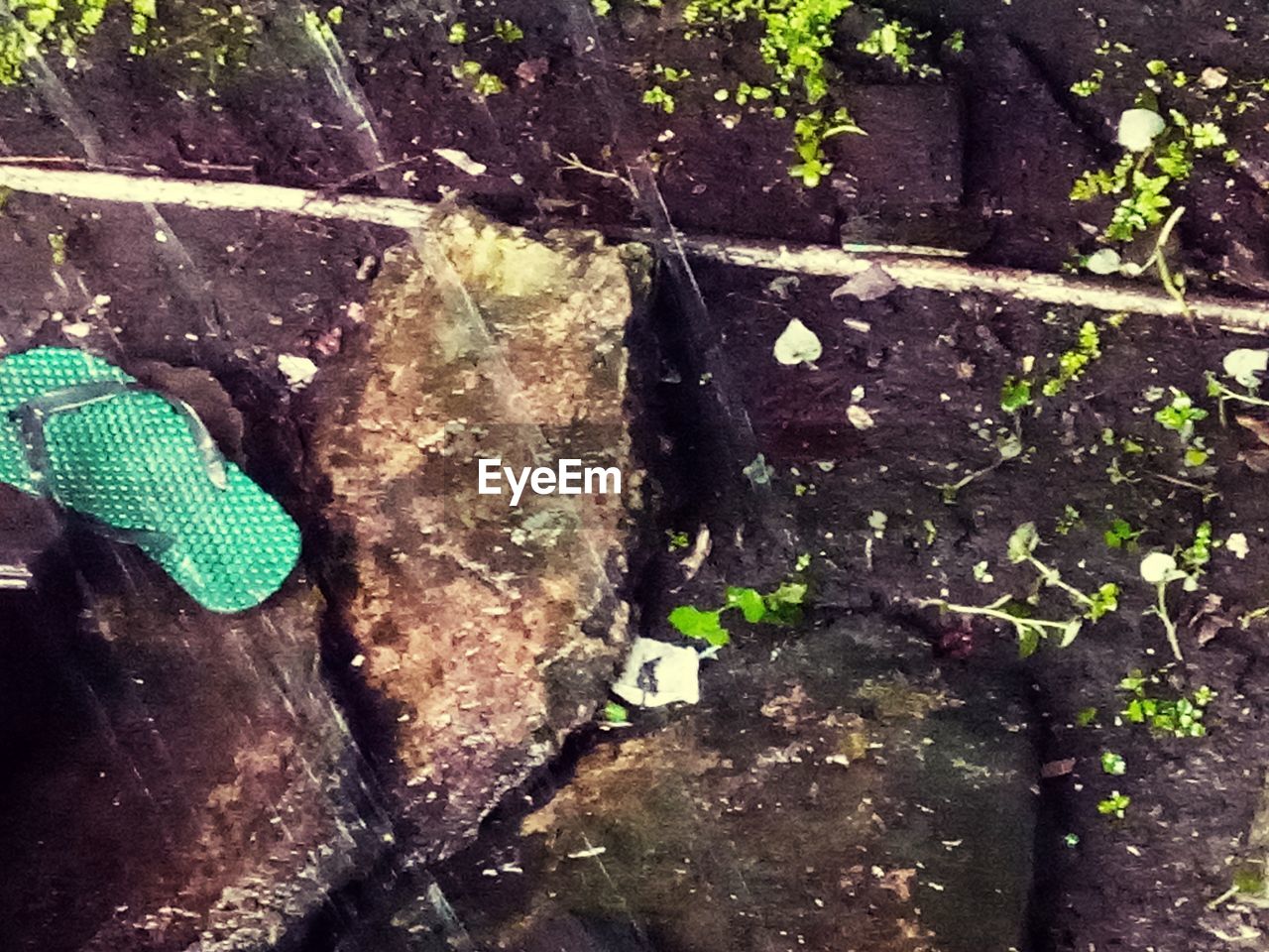 HIGH ANGLE VIEW OF PLANTS